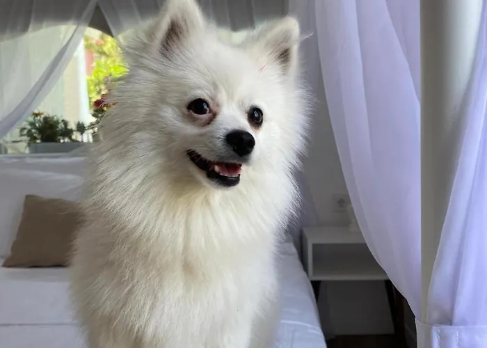 Flora Boheme Butik 酒店 Çeşme